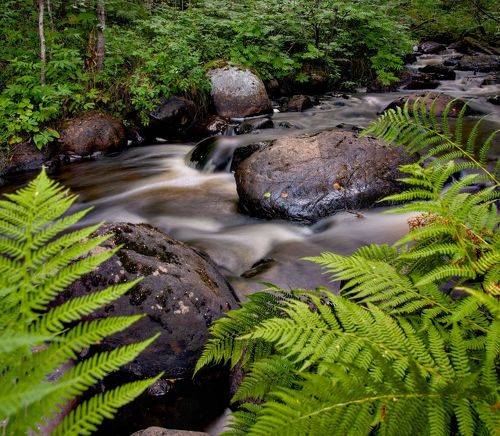 Лесной ручей