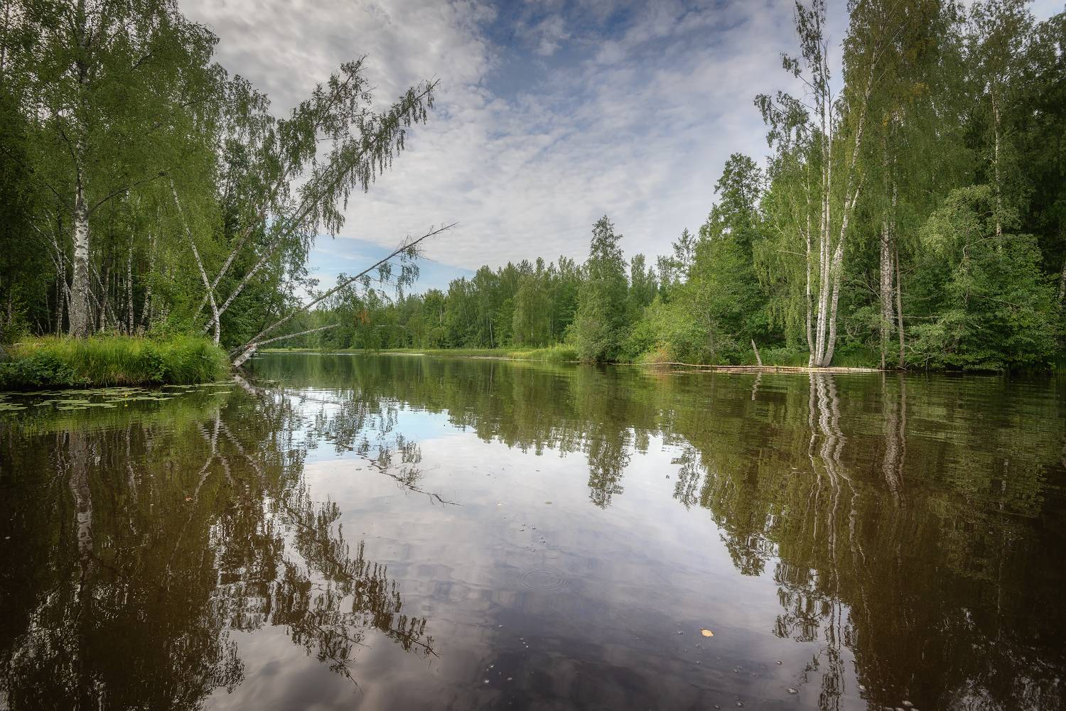 Нёмда, река, острова, лес, Сергей Аникин