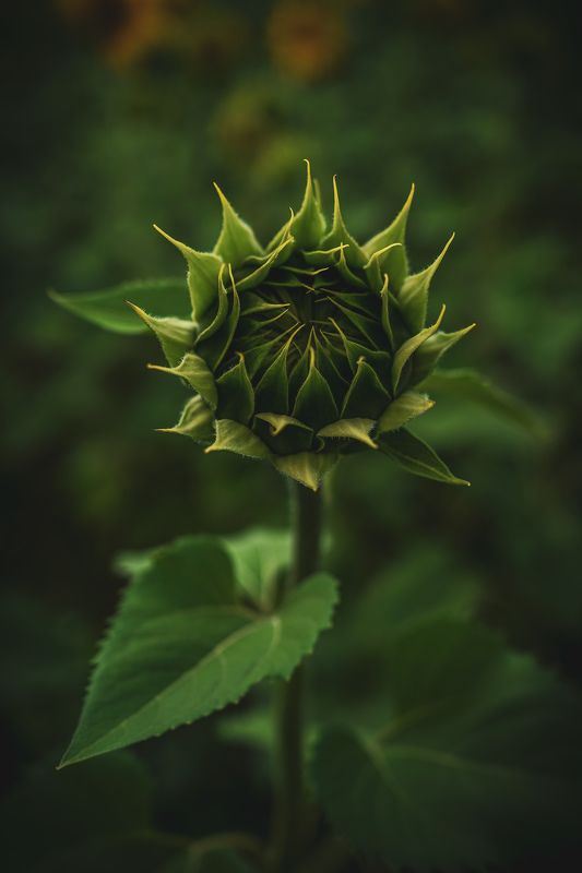 К солнцу фото превью