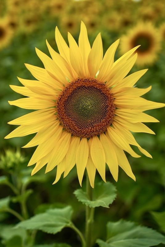 Солнечный цветок фото превью