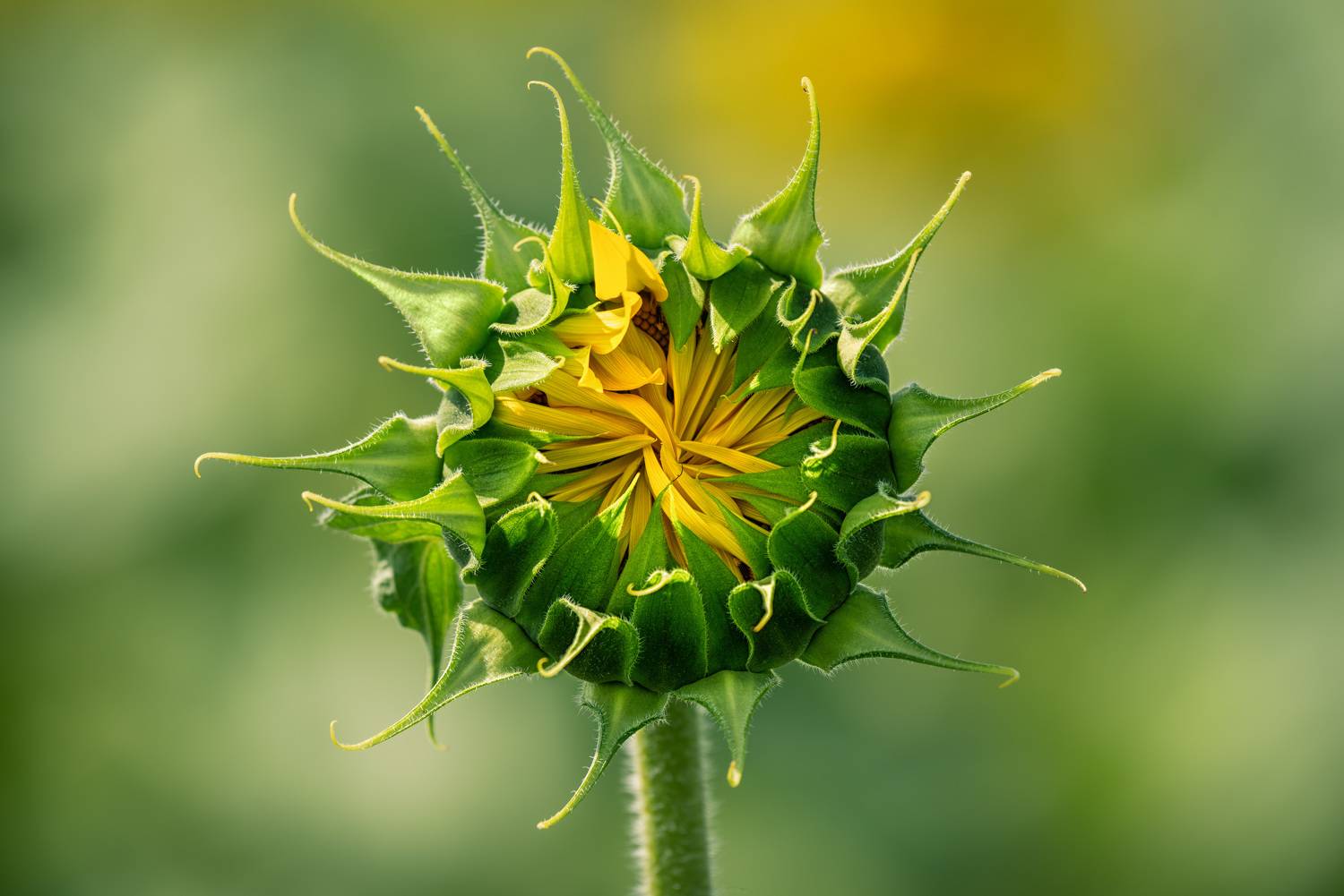 , Рагинская Ольга