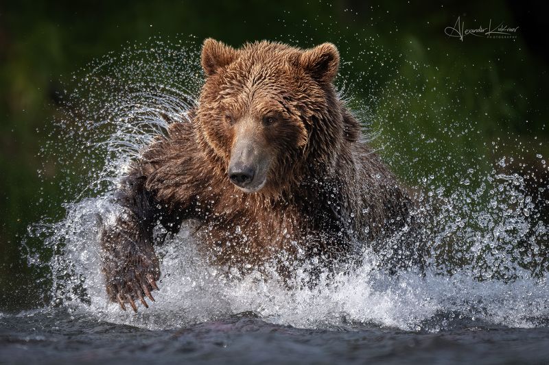 медведи,камчатка,медведь,медвежата Камчатский драйв... фото превью