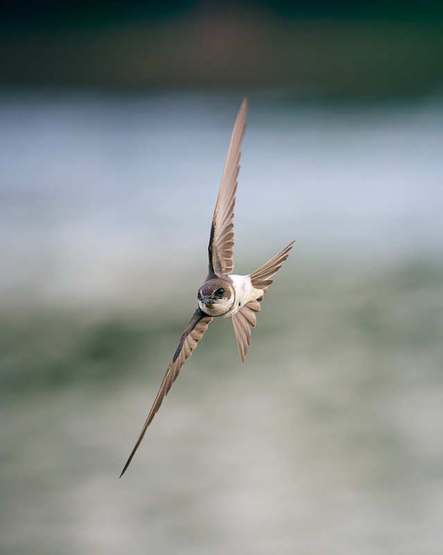 ласточка береговушка птица в полете Полёт береговушки фото превью