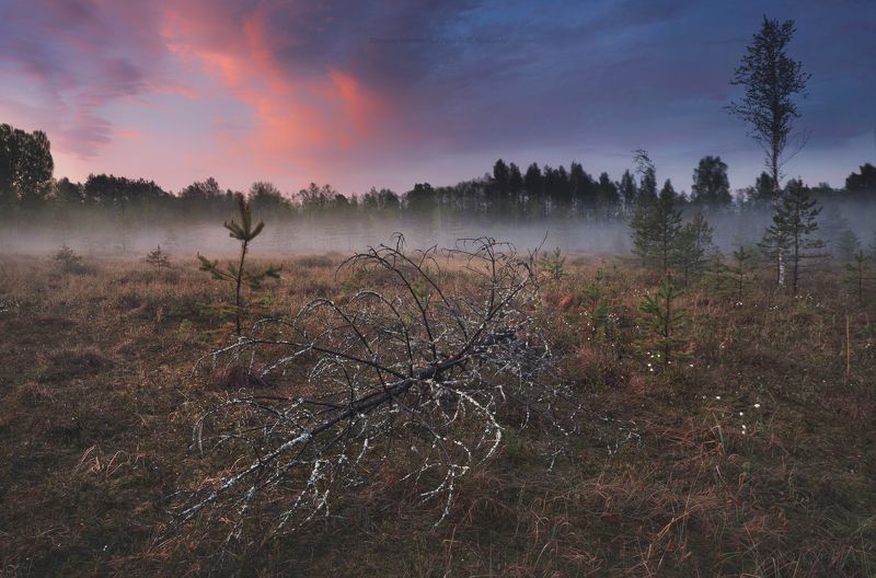 луга, ленобласть, пейзаж, рассвет, туман,  landscape, nature, природа, foggy, forest, болото, ленинградская область Болотные истории фото превью