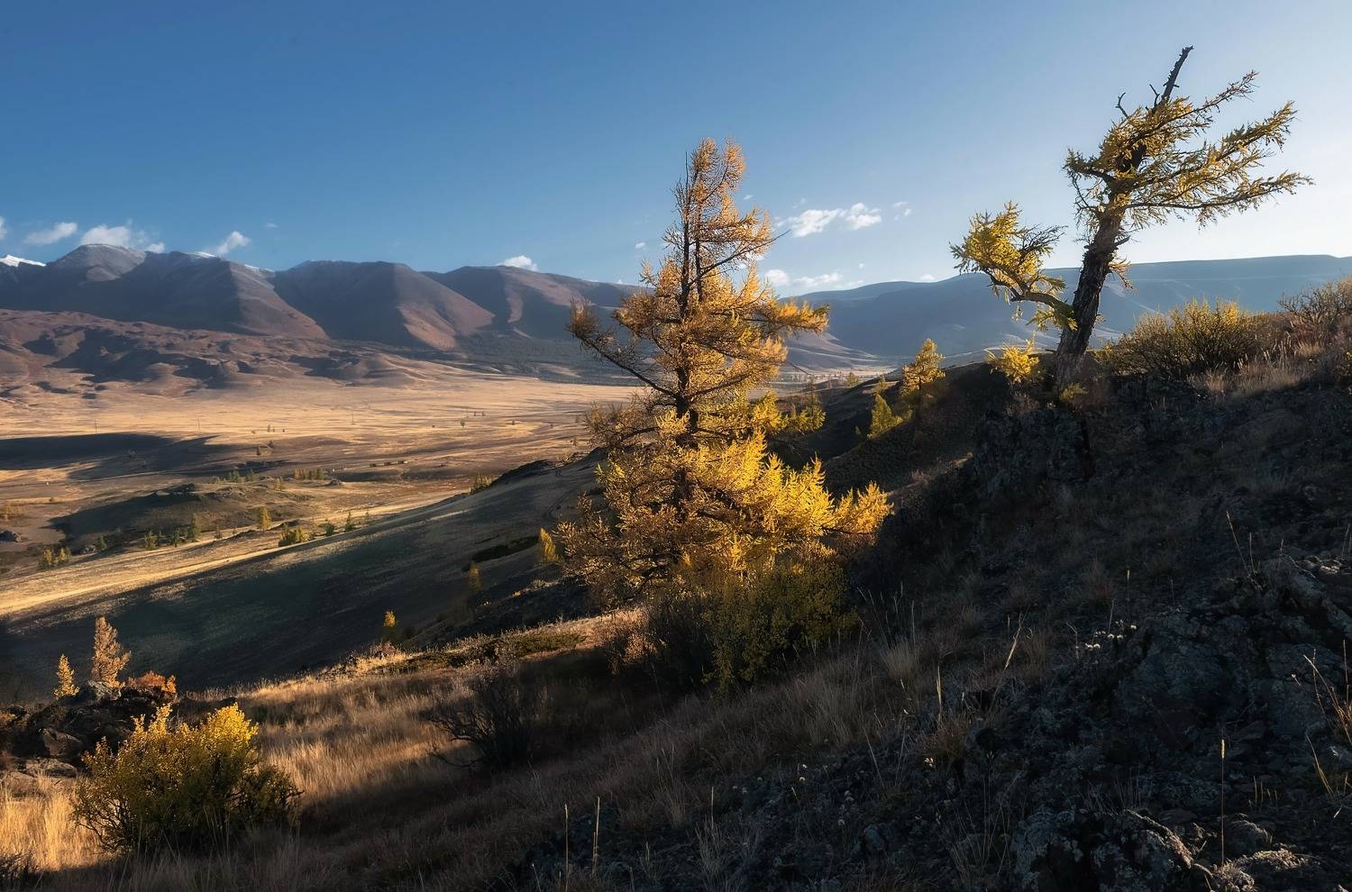 алтай, осень, пасмурно, лиственницы,, Фомина Марина