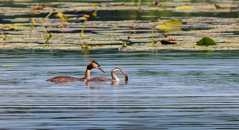 птицы, чомга, рыбная ловля, молодое поколение, обучение, пруд Большая поганка обучает молодое поколение рыбной ловле фото превью