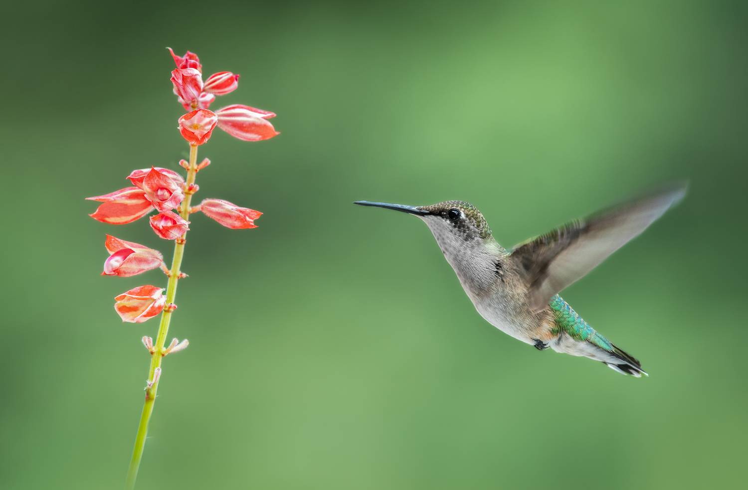 bird, humming, hummingbird, hummingbirds, hummer, rufous, nature, animals, wild, action, dynamic, Atul Saluja