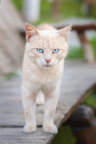 Кот на лавке