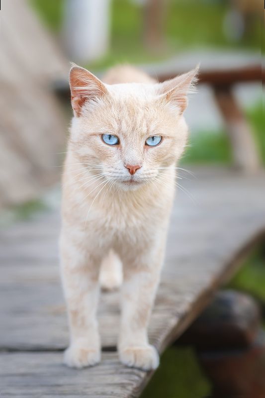 Кот на лавке фото превью