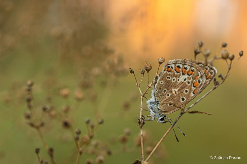 Утренняя бабочка  фото превью