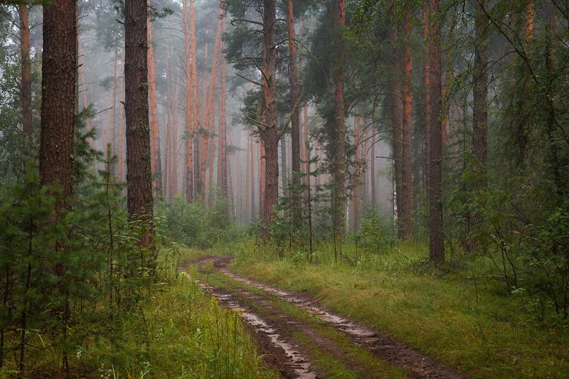 лес утро туман дорога сосны серково Утро после дождя. фото превью