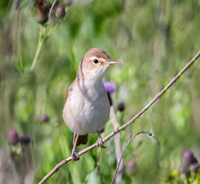 птица, северная бормотушка, слёток, Малыш северной бормотушки. фото превью