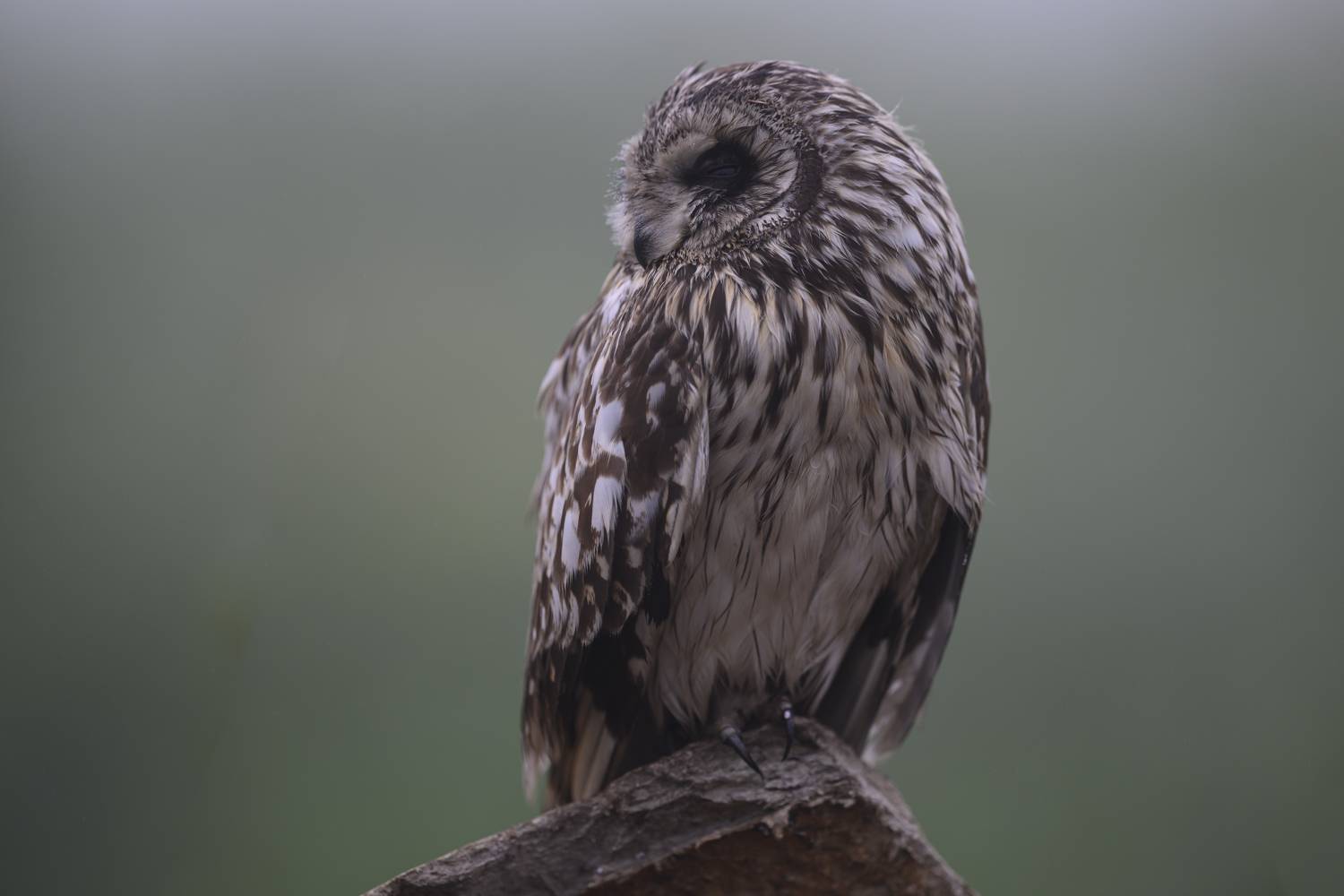 , Пупонин Сергей