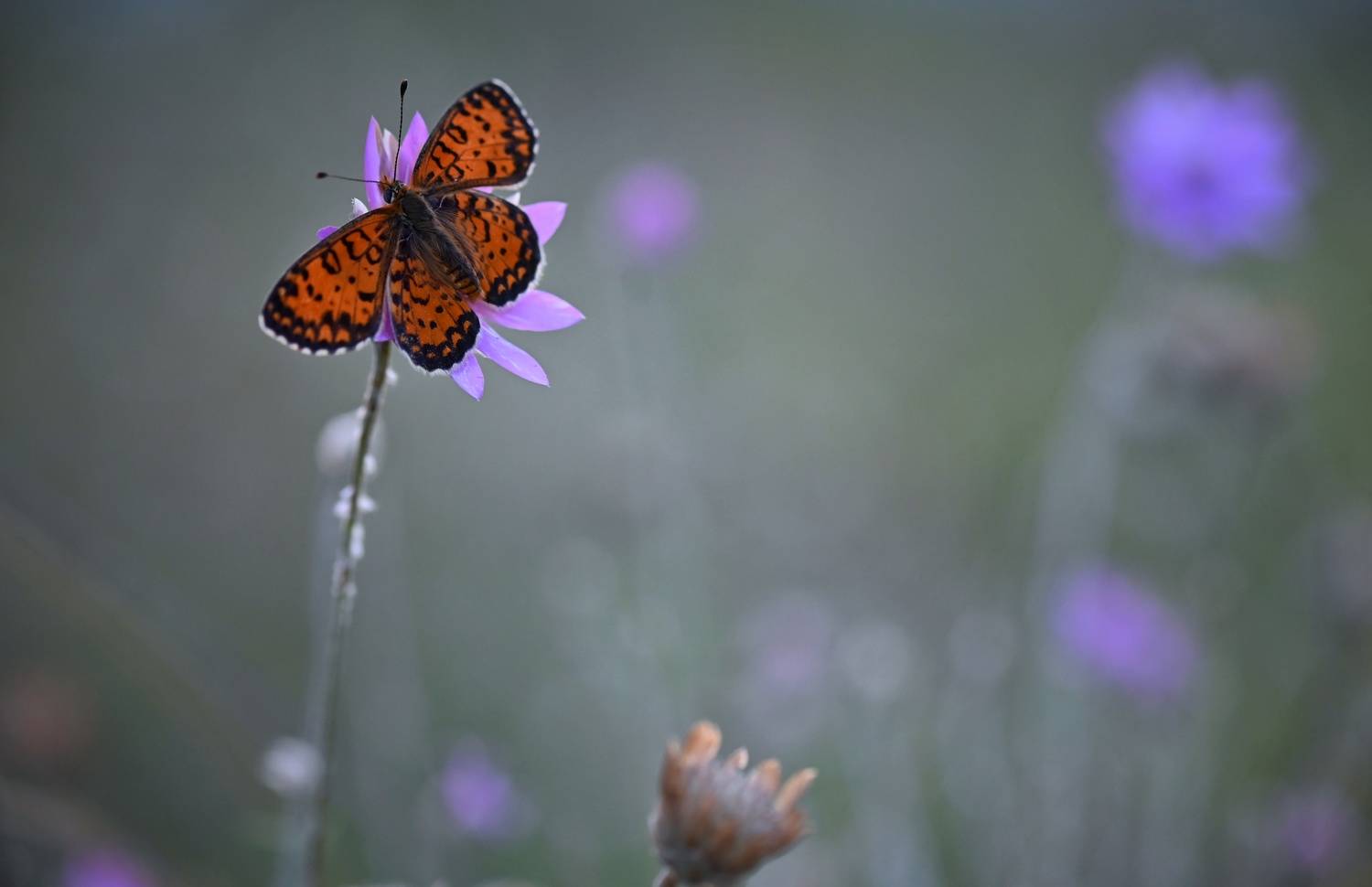 , Герчев Николай