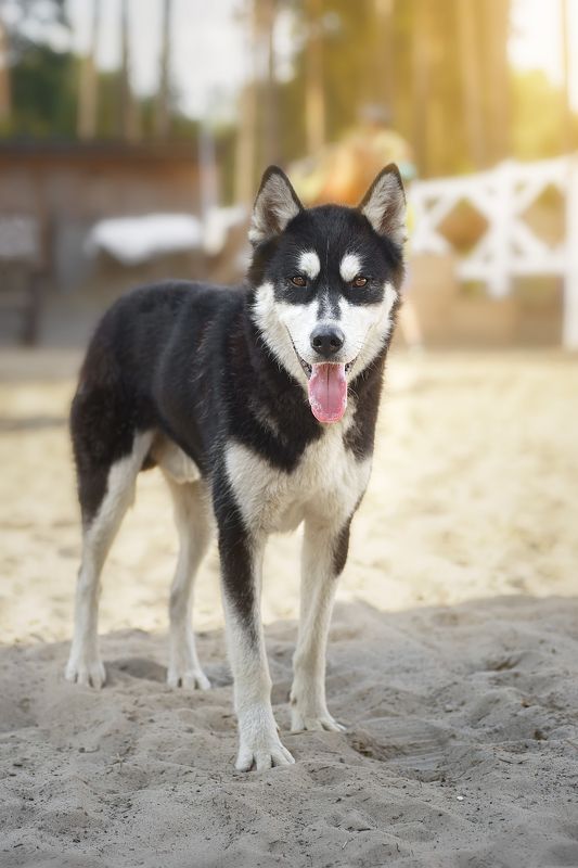Siberian husky dog, walking through a park on a sunny day фото превью