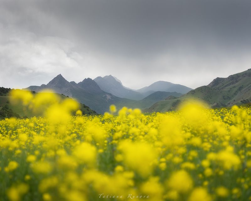 Цветы и горы фото превью