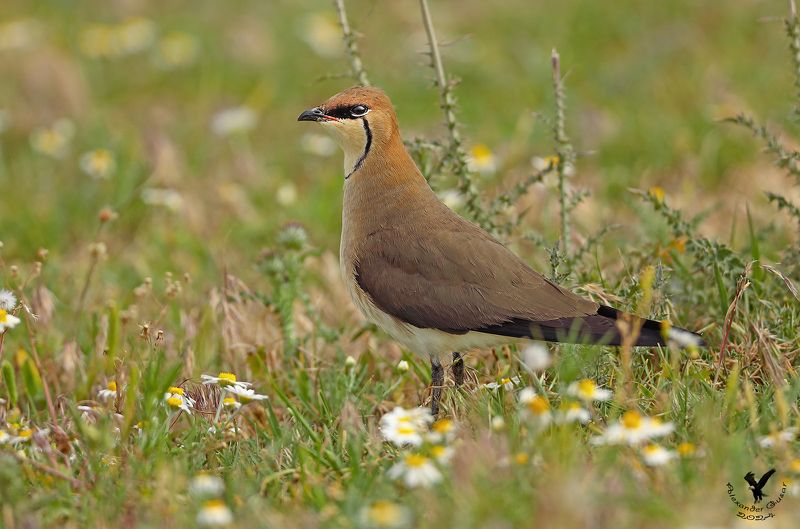 тиркушка. В ромашках. фото превью