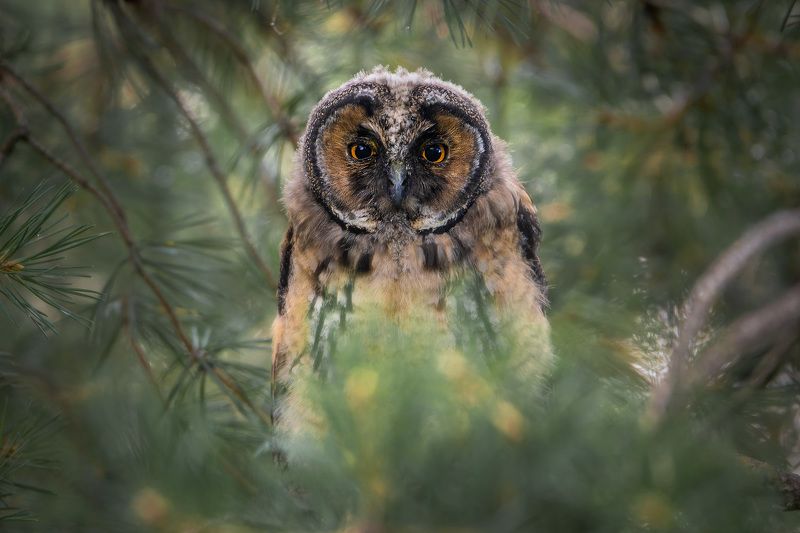 Слеток ушастой совы фото превью