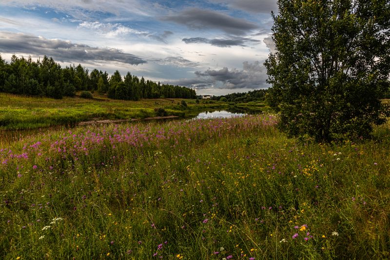 Лето, река, цветы, иван-чай, вечер Лето фото превью