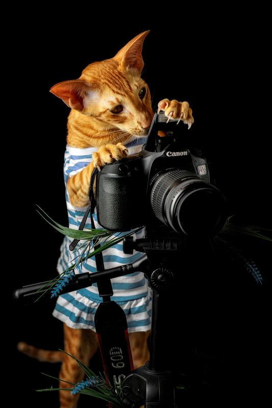 фото превью