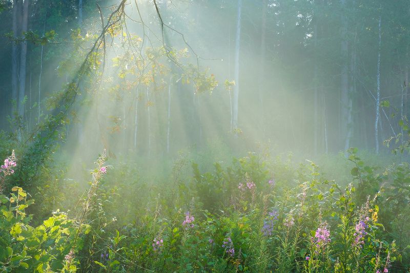 проявленный свет фото превью