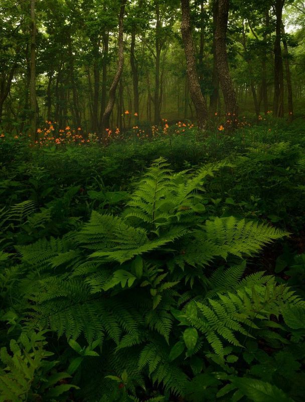 приморье Огоньки. фото превью