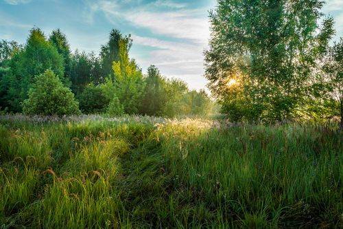 Высокая трава