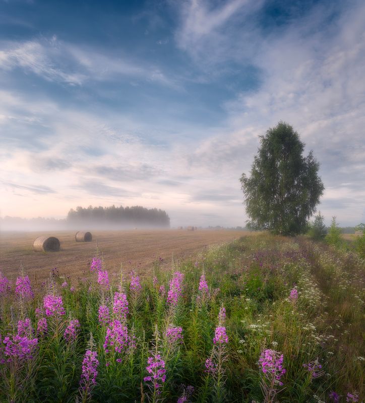 Цветёт кипрей фото превью