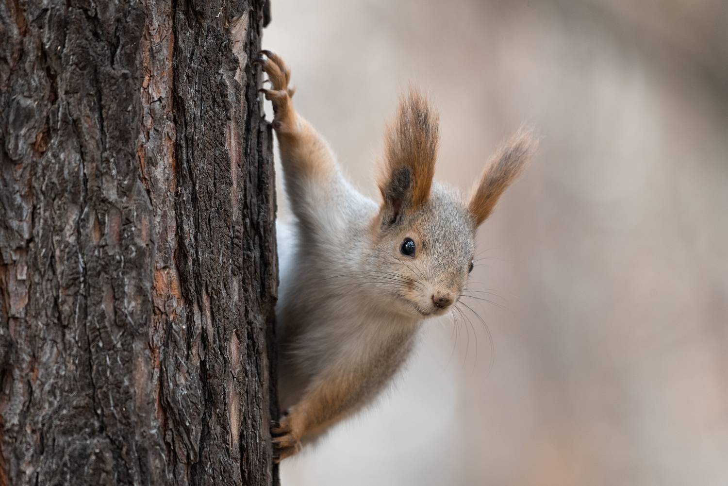 , Рагинская Ольга