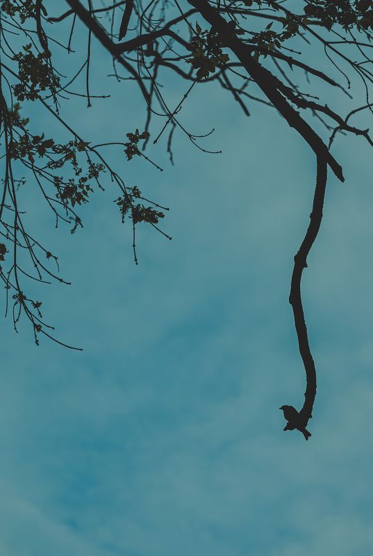 фото,креативное фото, гелиос,helios, Сергей Шевцов, Zap Шевцов, ZAP SHEVTSOV, фотография, Беларусь, Полоцк,Новополоцк, S5ii, Lumix, совесткая оптика, необычное фото  фото превью