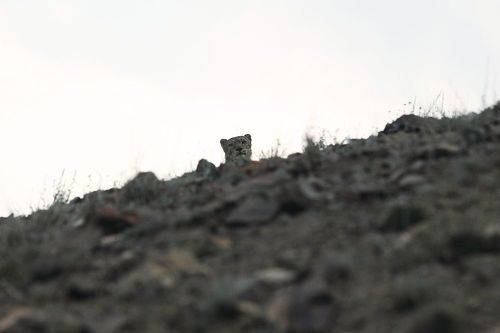 Snow leopard looking at me