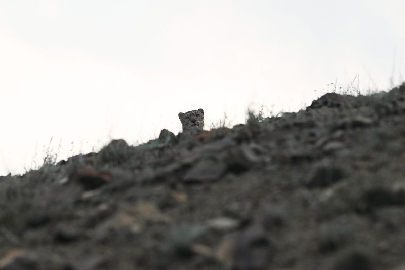 #snowleopard  #animals #wildlife  #bigcats Snow leopard looking at me фото превью