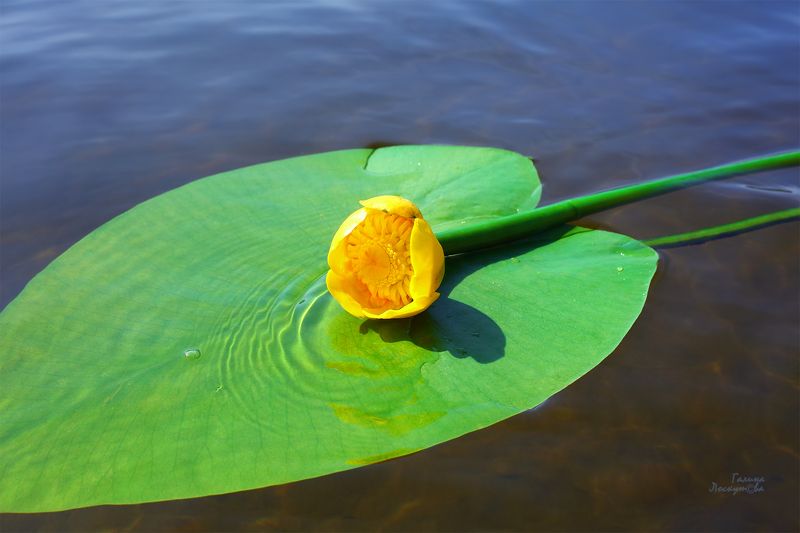 Кувшинка, лист, вода, волны, зеленый Красавица речная фото превью