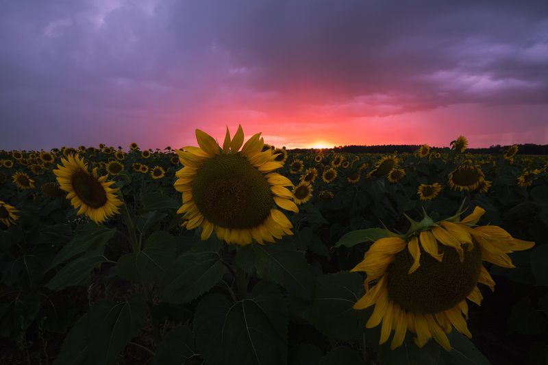 Дождливый вечер в поле фото превью