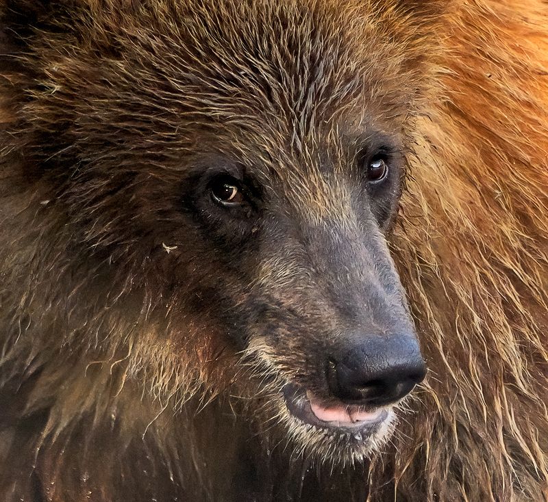 Опять кусаться будет фото превью