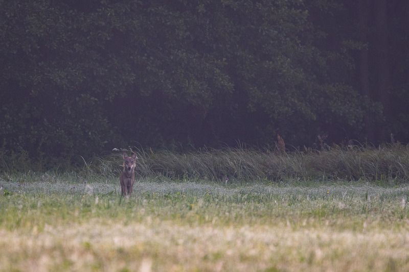 las,przyroda,wilk,ssaki,fauna,natura,basior,wadera,polana Wilk фото превью
