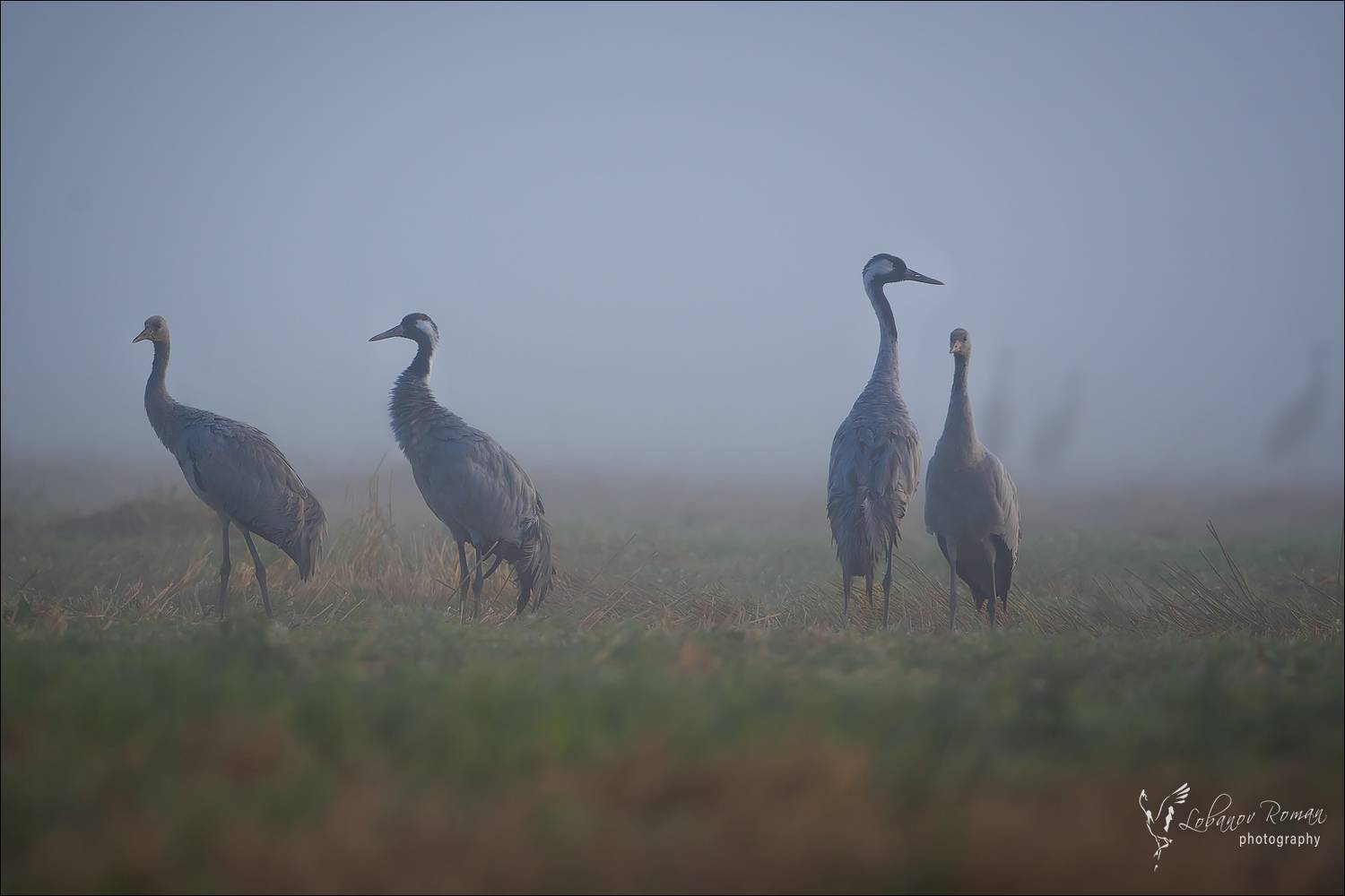 , Лобанов Роман