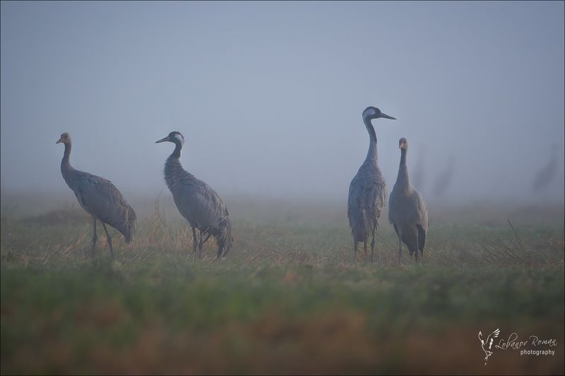 Затерянные в тумане фото превью