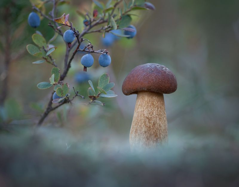 боровик, улитка, голубика *** фото превью