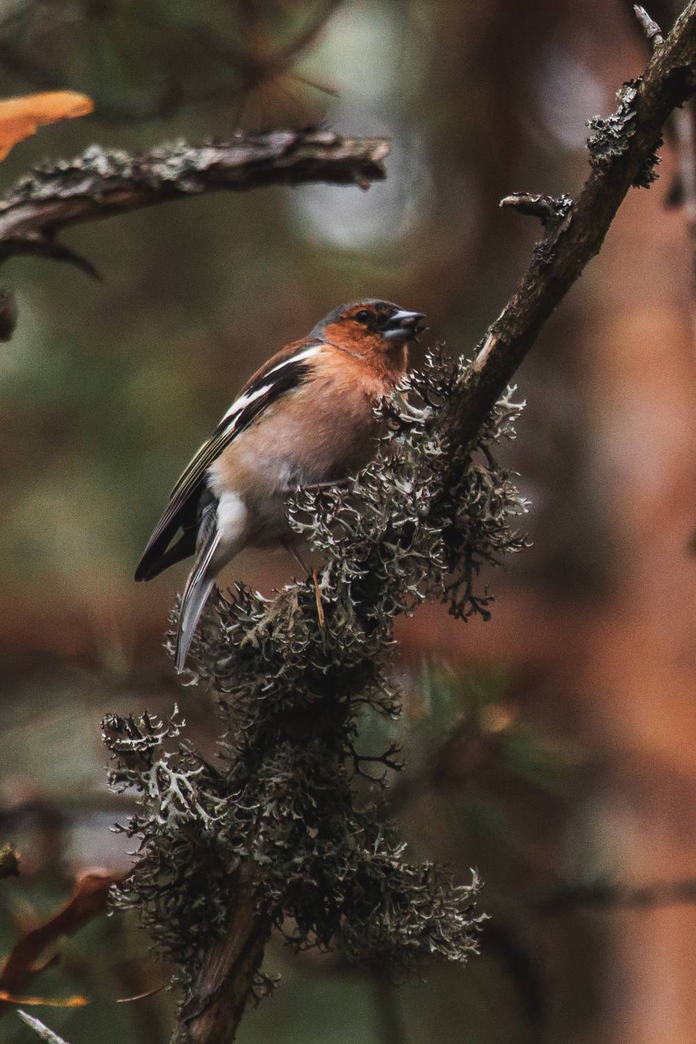 природа России, птицы России, зяблик, бердвотчинг, Кормашова Татьяна