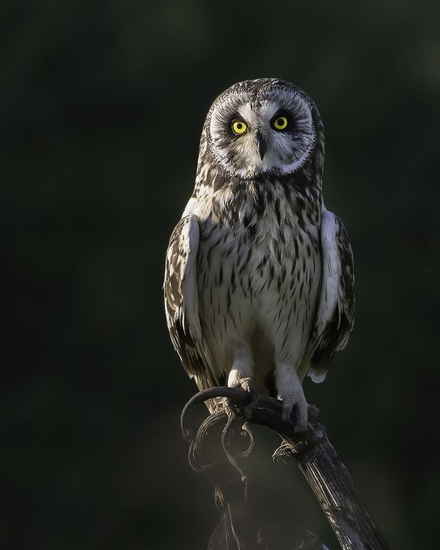 сова, ветка Задумчивость фото превью