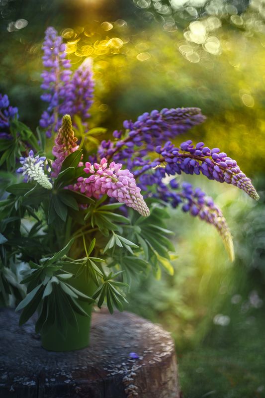 люпины, цветы, букет, лето, гелиос, helios Лето закружило фото превью