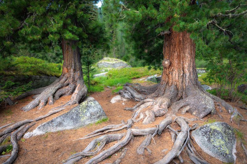 Два кедра фото превью