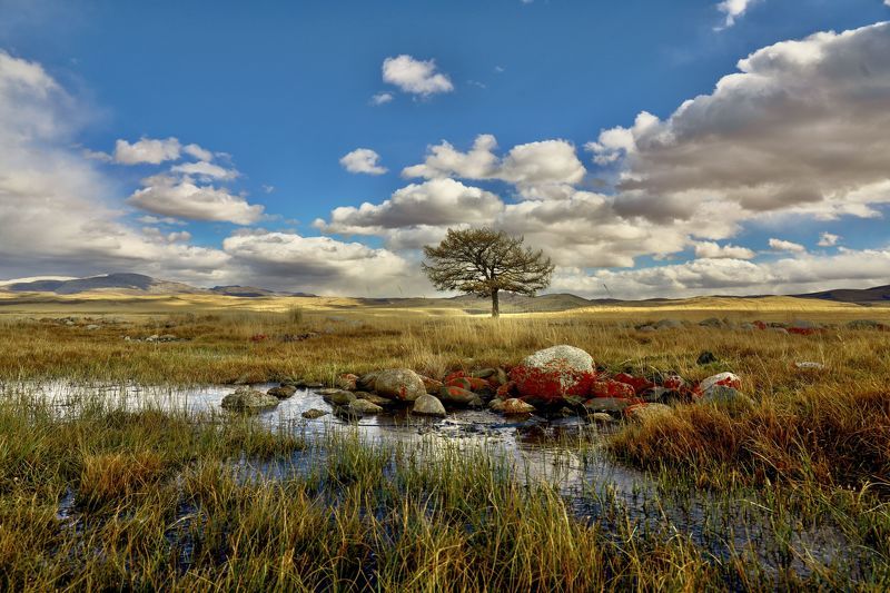 последняя лиственница долины Юстыт фото превью
