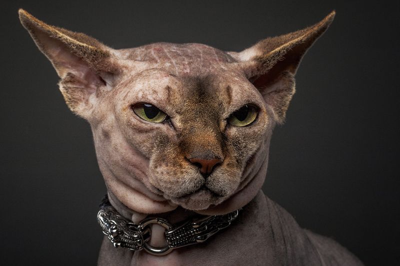 кот, коты, животные, сфинкс, портрет *** фото превью