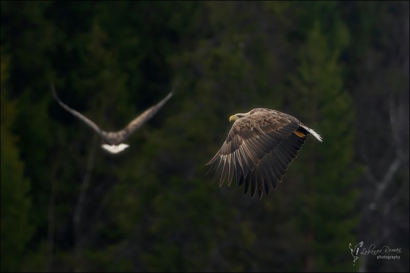 Лесной патруль фото превью