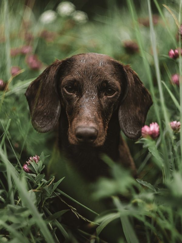 Шоколадный портрет фото превью