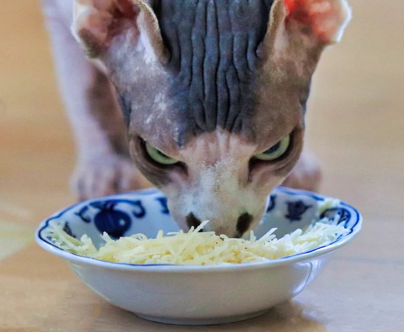 Я за пармезан любого .... фото превью