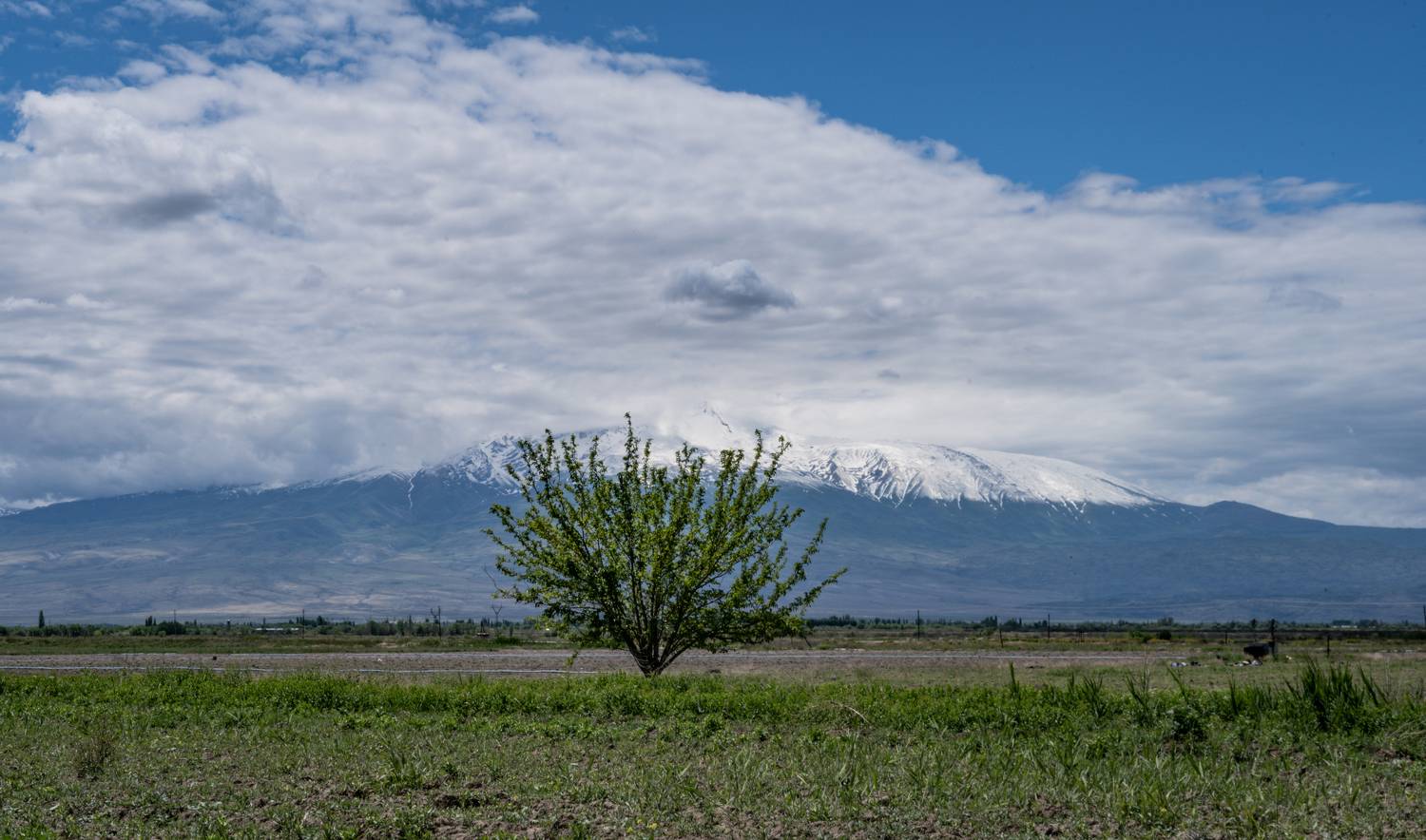 Армения, Арарат, дерево, Юрий Гаврилов