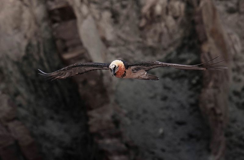 #birds #animals #wildlife  Bearded vulture фото превью
